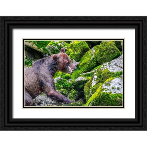 Engelbrecht, Jim 18x13 Black Ornate Wood Framed with Double Matting Museum Art Print Titled - Grizzly Bear-salmon run-Anan Creek-Wrangell-Alaska-USA