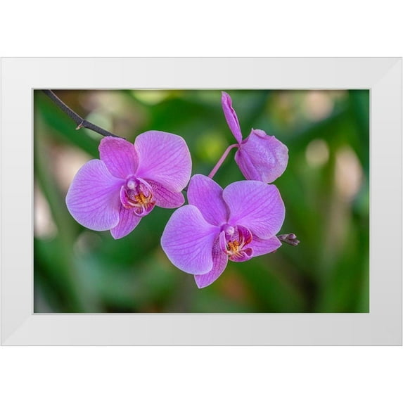Engelbrecht, Jim 18x13 White Modern Wood Framed Museum Art Print Titled - Moth Orchid