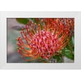 thumbnail image 1 of Engelbrecht, Jim 18x13 White Modern Wood Framed Museum Art Print Titled - Pincushion flower, 1 of 4