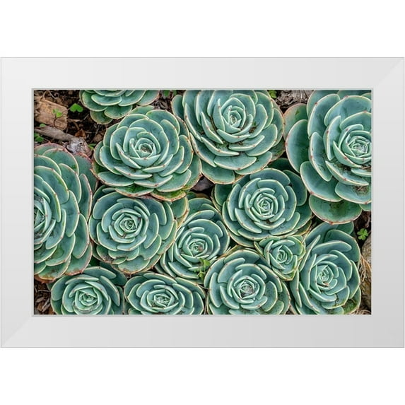 Engelbrecht, Jim 18x13 White Modern Wood Framed Museum Art Print Titled - Stonecrop plant-Echeveria