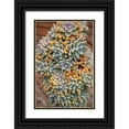 thumbnail image 1 of Engelbrecht, Jim 23x32 Black Ornate Wood Framed with Double Matting Museum Art Print Titled - Crassulaceae-succulent, 1 of 4