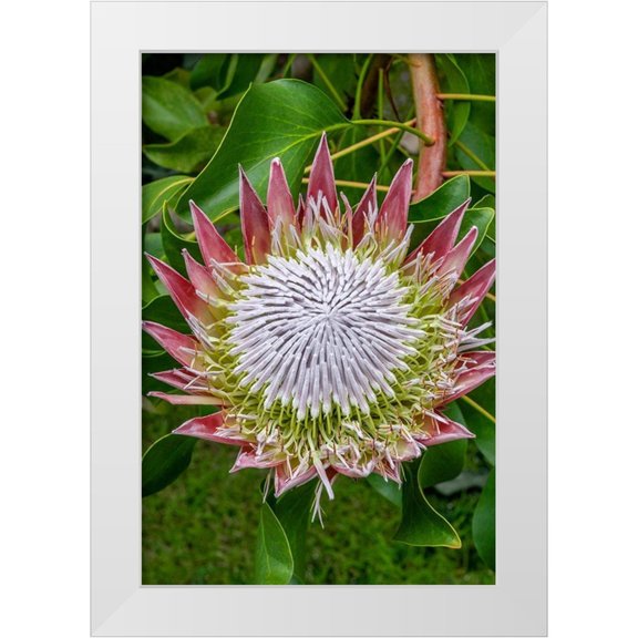 Engelbrecht, Jim 23x32 White Modern Wood Framed Museum Art Print Titled - King Protea flower