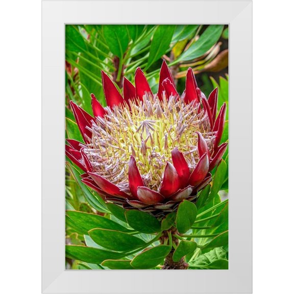 Engelbrecht, Jim 23x32 White Modern Wood Framed Museum Art Print Titled - King Protea flower