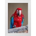 thumbnail image 1 of Engelbrecht, Jim 23x32 White Modern Wood Framed Museum Art Print Titled - Scarlet Macaw, 1 of 4