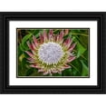 thumbnail image 1 of Engelbrecht, Jim 24x17 Black Ornate Wood Framed with Double Matting Museum Art Print Titled - King Protea flower, 1 of 4
