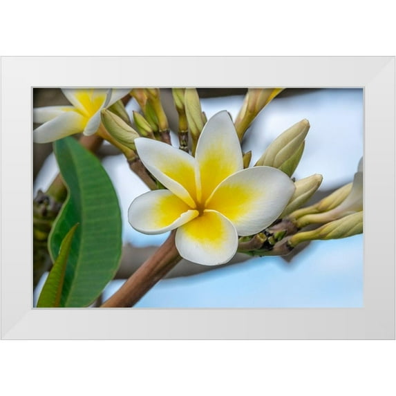 Engelbrecht, Jim 24x17 White Modern Wood Framed Museum Art Print Titled - Plumeria