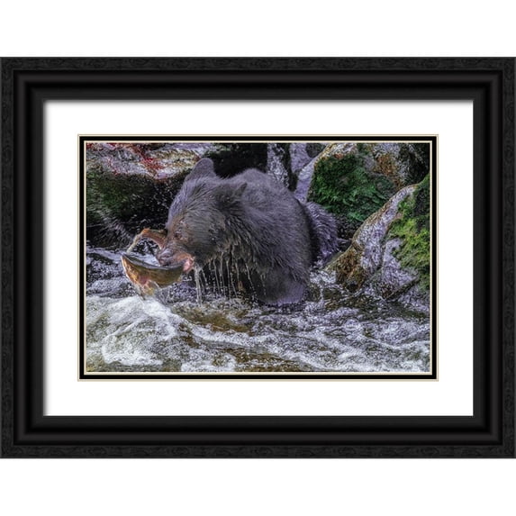 Engelbrecht, Jim 32x23 Black Ornate Wood Framed with Double Matting Museum Art Print Titled - Black Bear-Salmon run-Anan Creek Wrangell-Alaska-USA