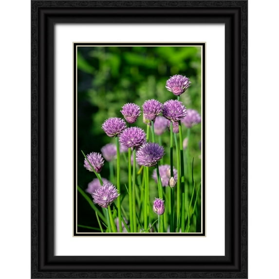 Engelbrecht, Lisa S. 11x14 Black Ornate Wood Framed with Double Matting Museum Art Print Titled - Chives