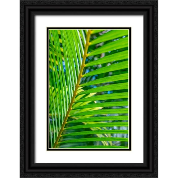 Engelbrecht, Lisa S. 11x14 Black Ornate Wood Framed with Double Matting Museum Art Print Titled - Palm frond