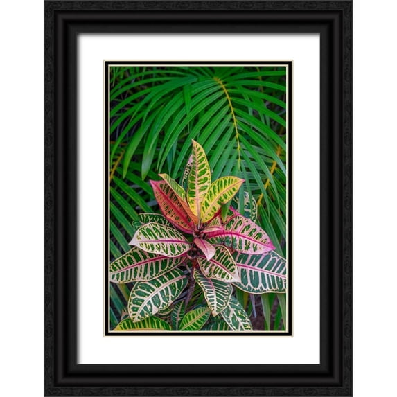 Engelbrecht, Lisa S. 11x14 Black Ornate Wood Framed with Double Matting Museum Art Print Titled - Palm fronds and Croton plants