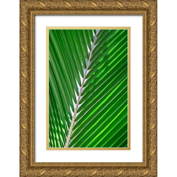 Engelbrecht, Lisa S. 11x14 Gold Ornate Wood Framed with Double Matting Museum Art Print Titled - Palm frond