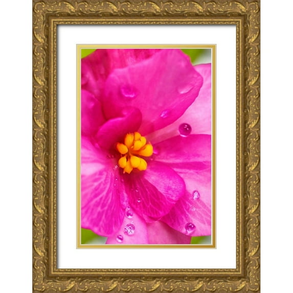 Engelbrecht, Lisa S. 11x14 Gold Ornate Wood Framed with Double Matting Museum Art Print Titled - Pink Begonia