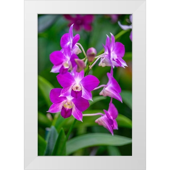 Engelbrecht, Lisa S. 11x14 White Modern Wood Framed Museum Art Print Titled - Dendrobium Orchid