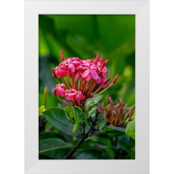 Engelbrecht, Lisa S. 11x14 White Modern Wood Framed Museum Art Print Titled - Ixora coccinea