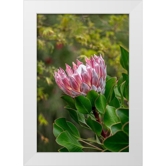 Engelbrecht, Lisa S. 11x14 White Modern Wood Framed Museum Art Print Titled - King Protea flower