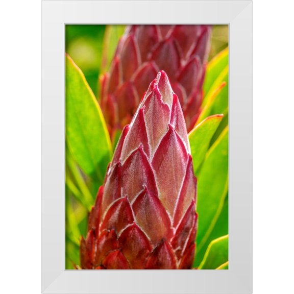 Engelbrecht, Lisa S. 11x14 White Modern Wood Framed Museum Art Print Titled - King Protea flower