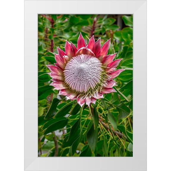 Engelbrecht, Lisa S. 11x14 White Modern Wood Framed Museum Art Print Titled - King Protea flower