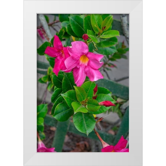 Engelbrecht, Lisa S. 11x14 White Modern Wood Framed Museum Art Print Titled - Mandevilla-Mexican love vine