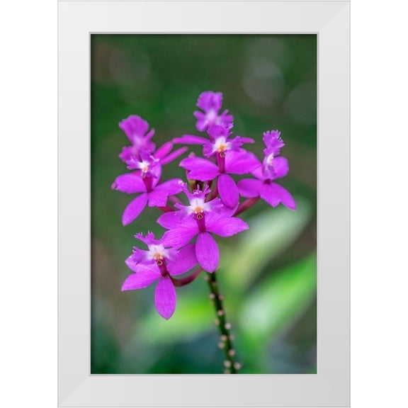 Engelbrecht, Lisa S. 11x14 White Modern Wood Framed Museum Art Print Titled - Orchid-Epidendrum
