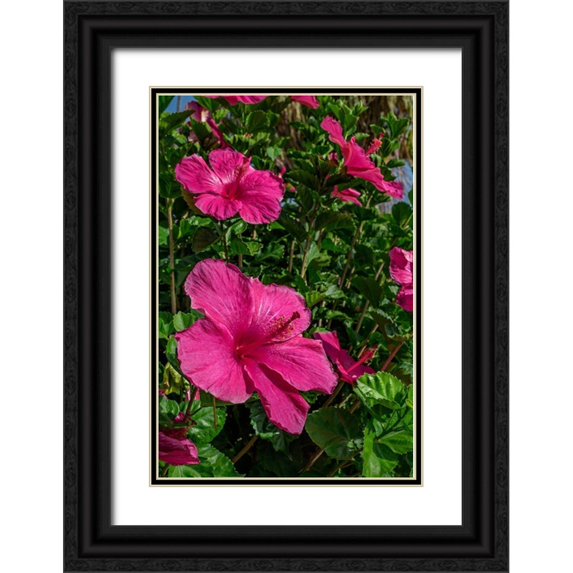 Engelbrecht, Lisa S. 13x18 Black Ornate Wood Framed with Double Matting Museum Art Print Titled - Hibiscus