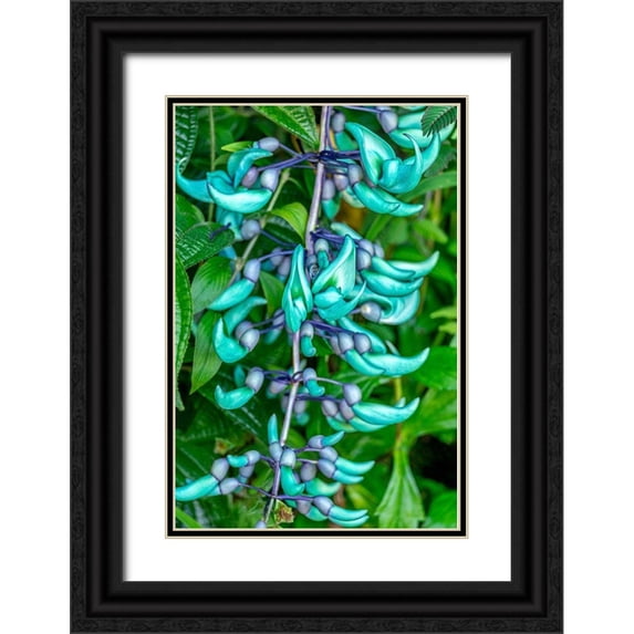 Engelbrecht, Lisa S. 13x18 Black Ornate Wood Framed with Double Matting Museum Art Print Titled - Jade vine