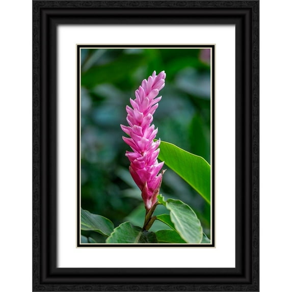 Engelbrecht, Lisa S. 13x18 Black Ornate Wood Framed with Double Matting Museum Art Print Titled - Pink Cone Ginger