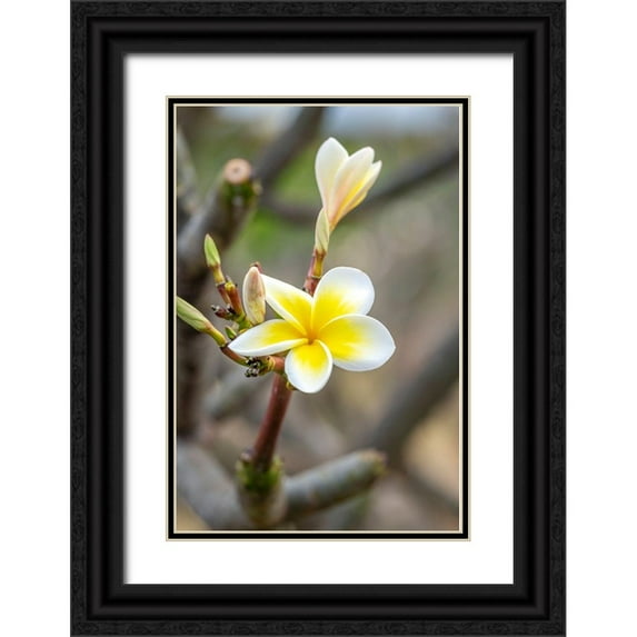 Engelbrecht, Lisa S. 13x18 Black Ornate Wood Framed with Double Matting Museum Art Print Titled - Plumeria