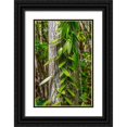 thumbnail image 1 of Engelbrecht, Lisa S. 13x18 Black Ornate Wood Framed with Double Matting Museum Art Print Titled - Vanilla Orchid vine, 1 of 4