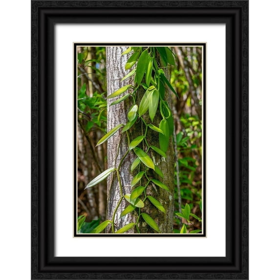 Engelbrecht, Lisa S. 13x18 Black Ornate Wood Framed with Double Matting Museum Art Print Titled - Vanilla Orchid vine