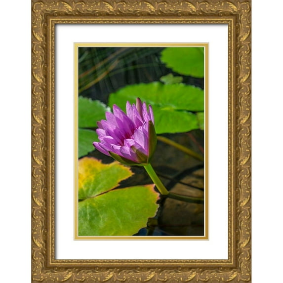 Engelbrecht, Lisa S. 13x18 Gold Ornate Wood Framed with Double Matting Museum Art Print Titled - Blue Cape Water lily