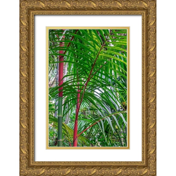 Engelbrecht, Lisa S. 13x18 Gold Ornate Wood Framed with Double Matting Museum Art Print Titled - Cyrtostachys renda-palm tree