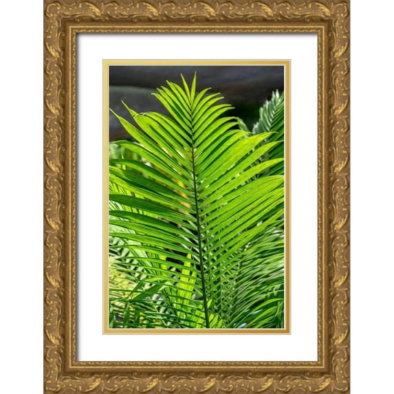 Engelbrecht, Lisa S. 13x18 Gold Ornate Wood Framed with Double Matting Museum Art Print Titled - Detail of palm fronds