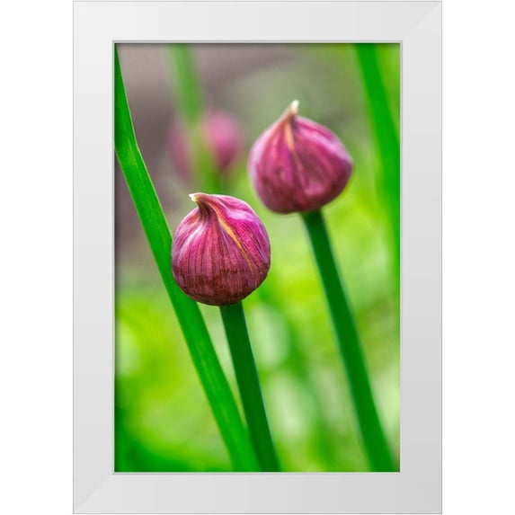 Engelbrecht, Lisa S. 13x18 White Modern Wood Framed Museum Art Print Titled - Chive