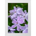 thumbnail image 1 of Engelbrecht, Lisa S. 13x18 White Modern Wood Framed Museum Art Print Titled - Creeping Phlox, 1 of 4