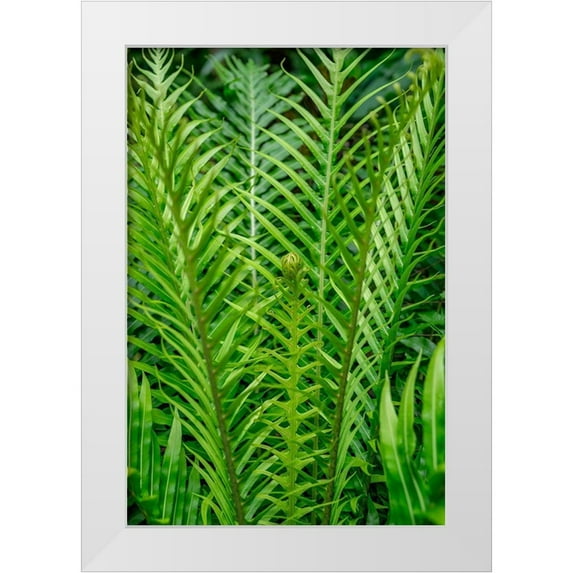 Engelbrecht, Lisa S. 13x18 White Modern Wood Framed Museum Art Print Titled - Fern