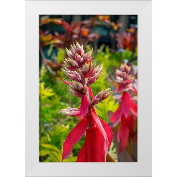 Engelbrecht, Lisa S. 13x18 White Modern Wood Framed Museum Art Print Titled - Flowering Aechmea plant