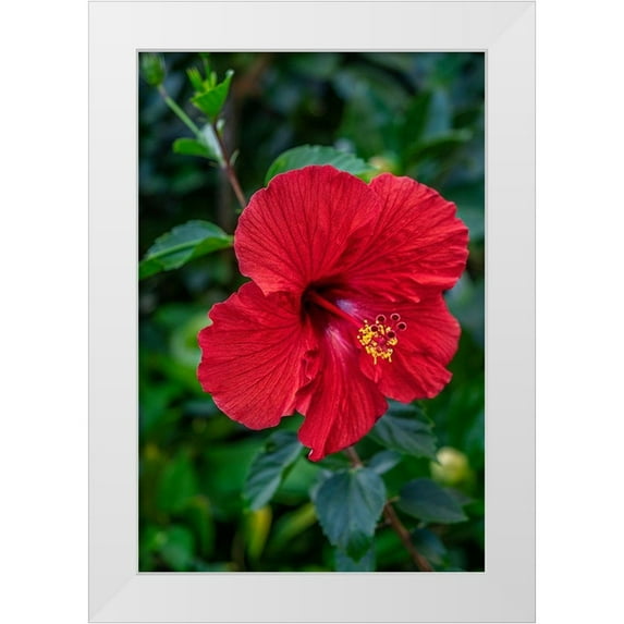 Engelbrecht, Lisa S. 13x18 White Modern Wood Framed Museum Art Print Titled - Hibiscus
