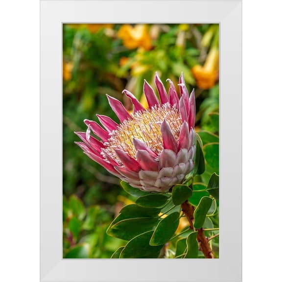 Engelbrecht, Lisa S. 13x18 White Modern Wood Framed Museum Art Print Titled - King Protea flower