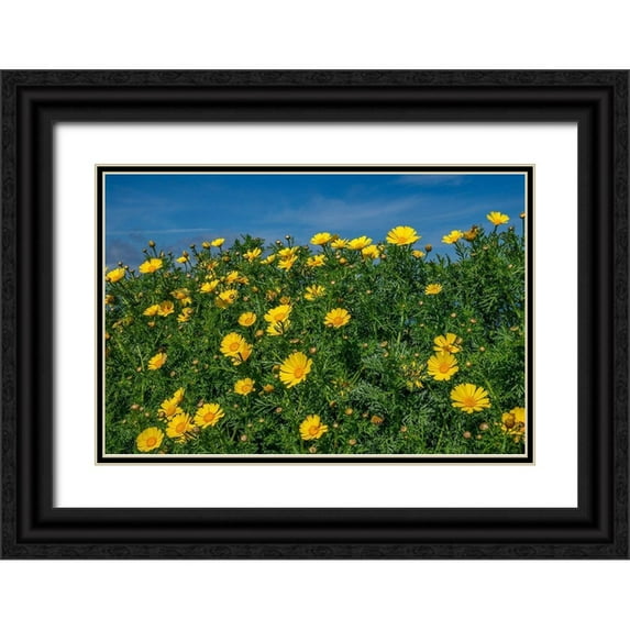 Engelbrecht, Lisa S. 14x11 Black Ornate Wood Framed with Double Matting Museum Art Print Titled - Crown daisy