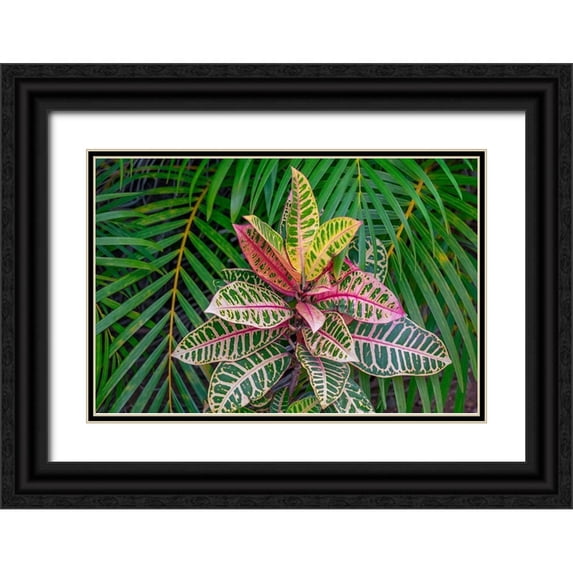Engelbrecht, Lisa S. 14x11 Black Ornate Wood Framed with Double Matting Museum Art Print Titled - Palm fronds and Croton plants