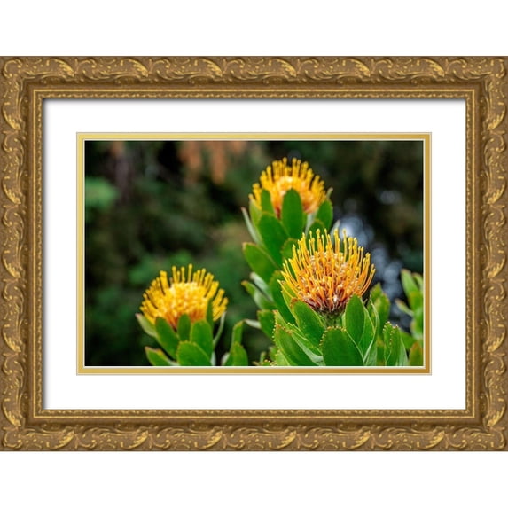 Engelbrecht, Lisa S. 14x11 Gold Ornate Wood Framed with Double Matting Museum Art Print Titled - Pincushion flower