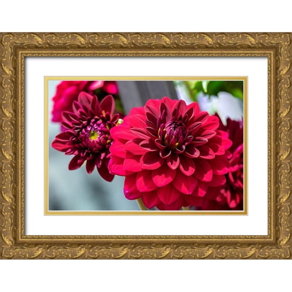 Engelbrecht, Lisa S. 14x11 Gold Ornate Wood Framed with Double Matting Museum Art Print Titled - Red Dahlia