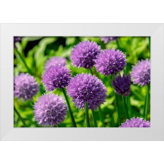 Engelbrecht, Lisa S. 14x11 White Modern Wood Framed Museum Art Print Titled - Chives