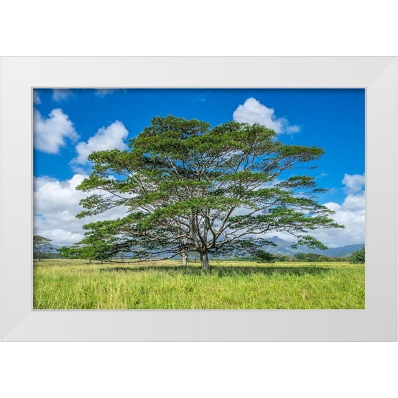 Engelbrecht, Lisa S. 14x11 White Modern Wood Framed Museum Art Print Titled - Monkeypod tree-Kauai-Hawaii-USA