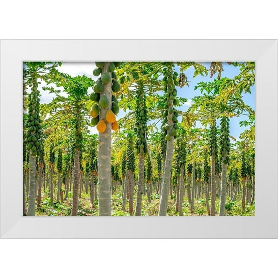 Engelbrecht, Lisa S. 14x11 White Modern Wood Framed Museum Art Print Titled - Papaya plantation-Kauai-Hawaii-USA