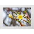 thumbnail image 1 of Engelbrecht, Lisa S. 14x11 White Modern Wood Framed Museum Art Print Titled - Plumeria, 1 of 4