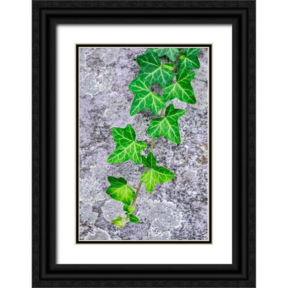 Engelbrecht, Lisa S. 17x24 Black Ornate Wood Framed with Double Matting Museum Art Print Titled - Ivy growing on granite