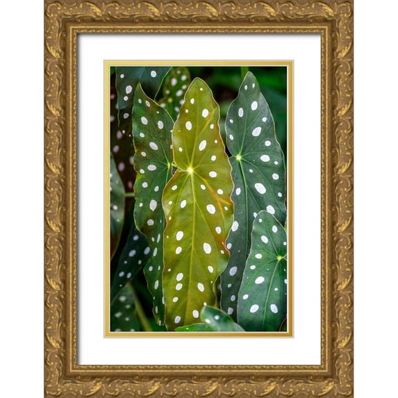 Engelbrecht, Lisa S. 17x24 Gold Ornate Wood Framed with Double Matting Museum Art Print Titled - Begonia Maculata-Polka dot Begonia