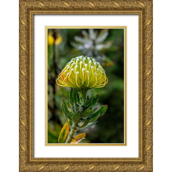 Engelbrecht, Lisa S. 17x24 Gold Ornate Wood Framed with Double Matting Museum Art Print Titled - Pincushion flower