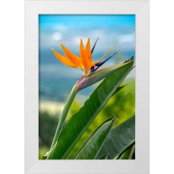 Engelbrecht, Lisa S. 17x24 White Modern Wood Framed Museum Art Print Titled - Bird of Paradise